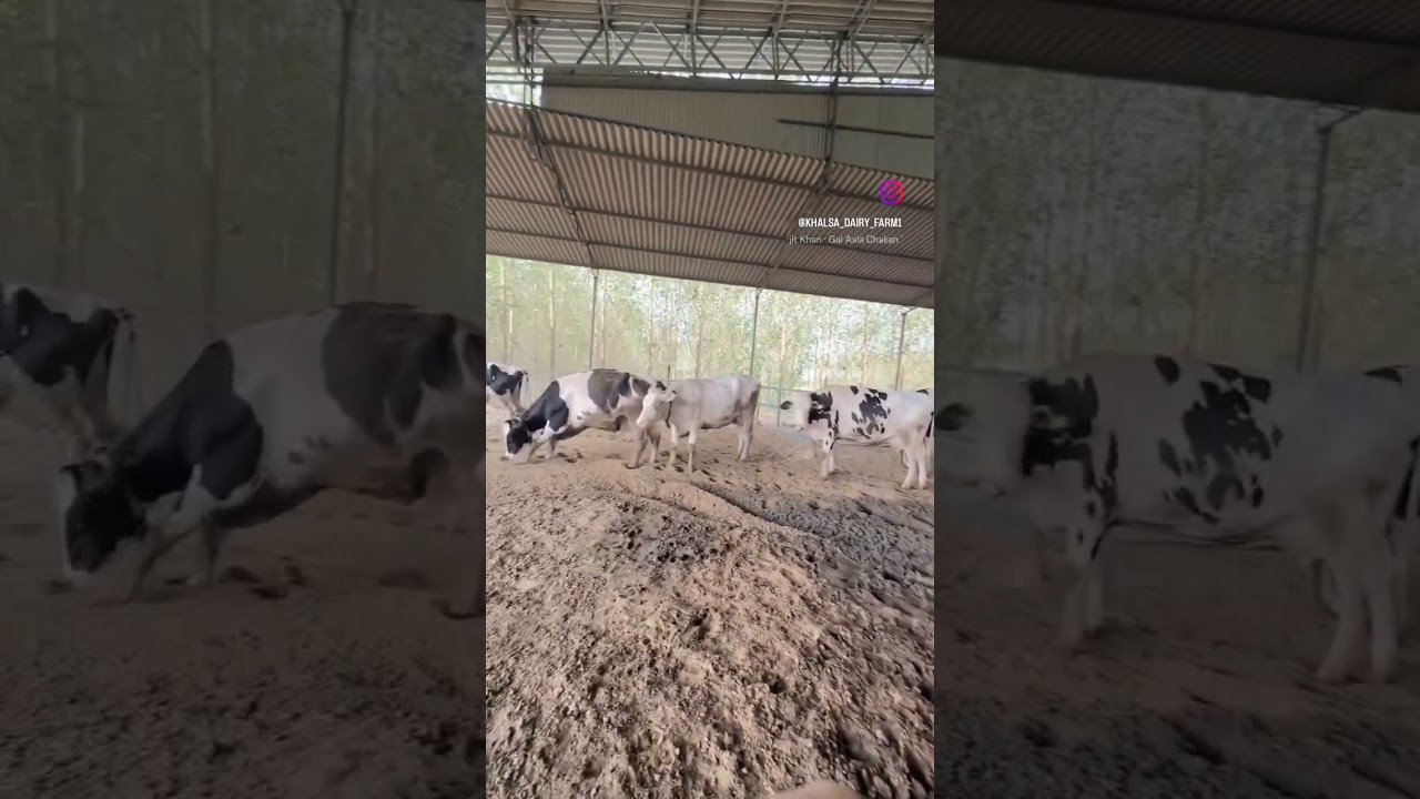 Khalsa dairy farm #dairyfarm #farming