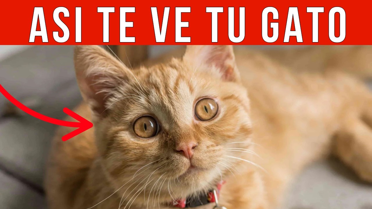 Tu gato NO cree que seas humano – lo que piensa te va a dejar loco