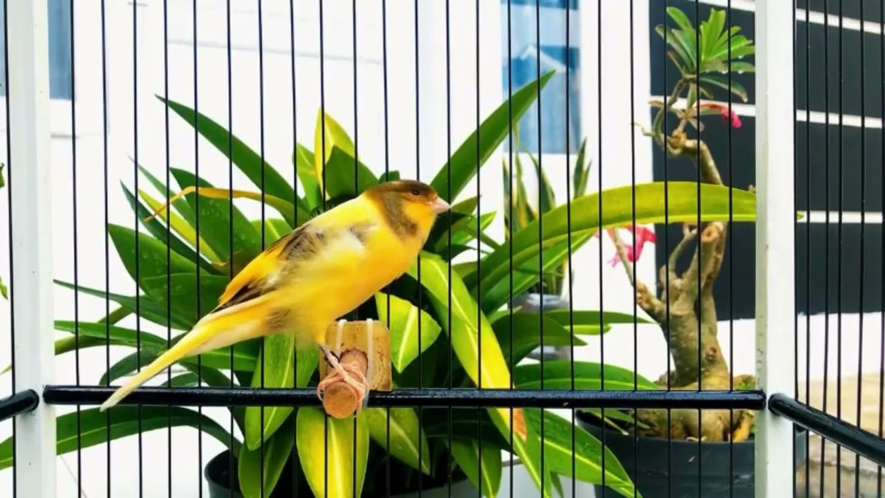 Belgian Canary Song That Stimulates All Canaries