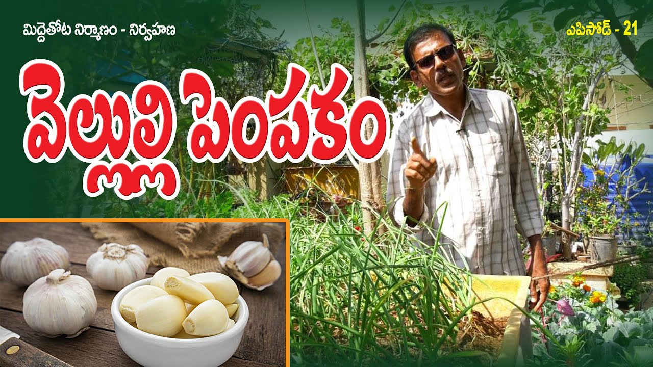 Garlic Cultivation || మిద్దెతోట పాఠాలు || Raghotham Reddy || Episode - 21