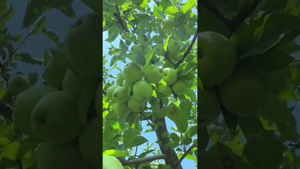 Green apple 🍏 #farm #freshfruit #shorts #favoritos