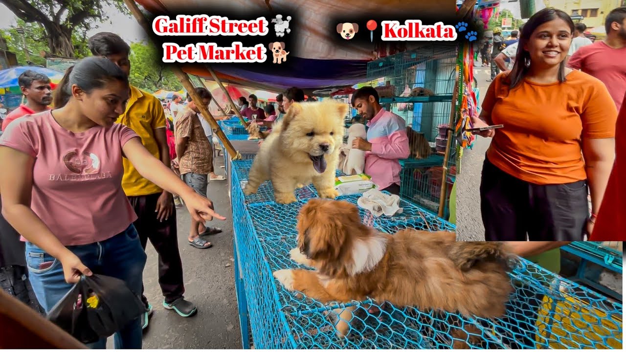 Galiff Street Pet Market Kolkata | dog market in kolkata | dog market in kolkata price | dogs