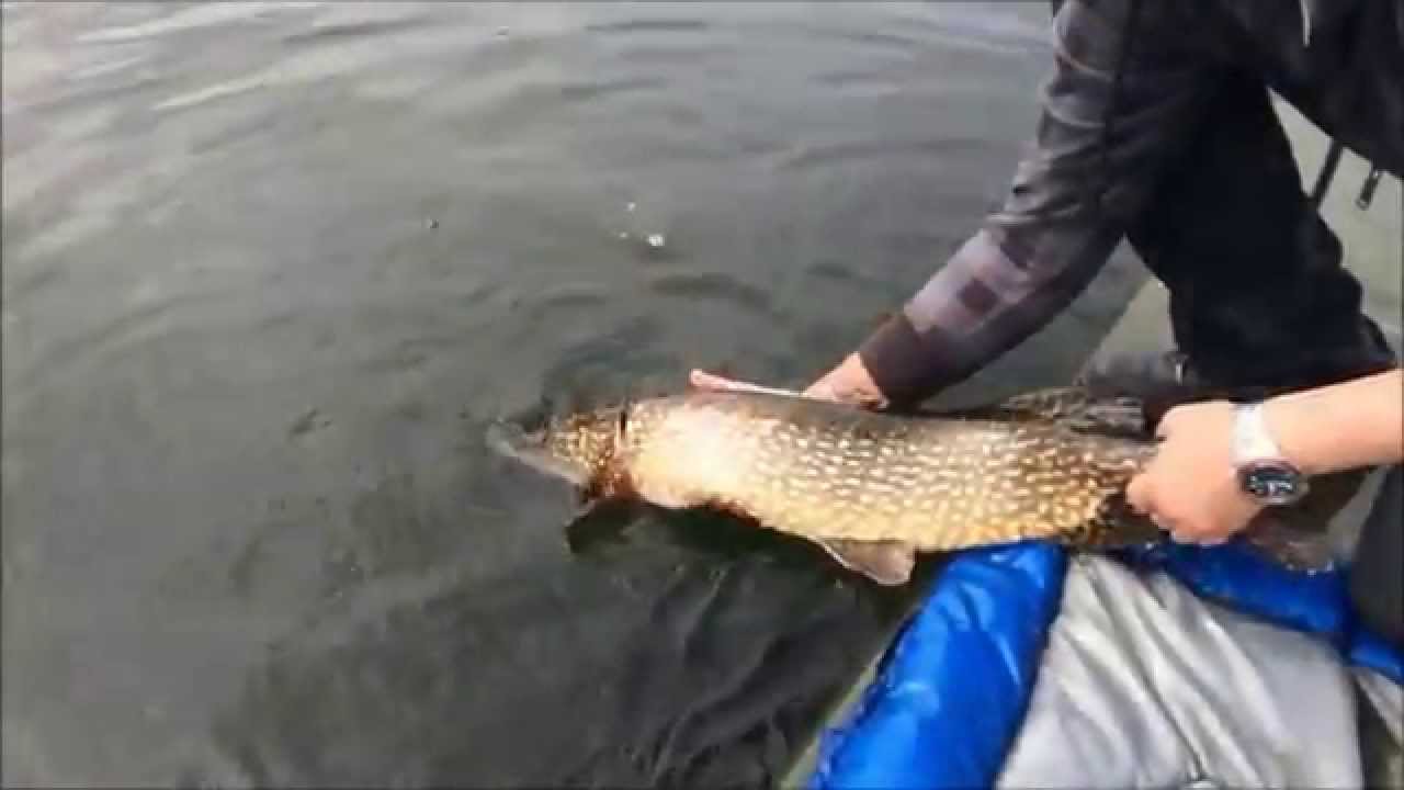 Forelvissen bij de Berenkuil HD (Trout fishing in Holland)