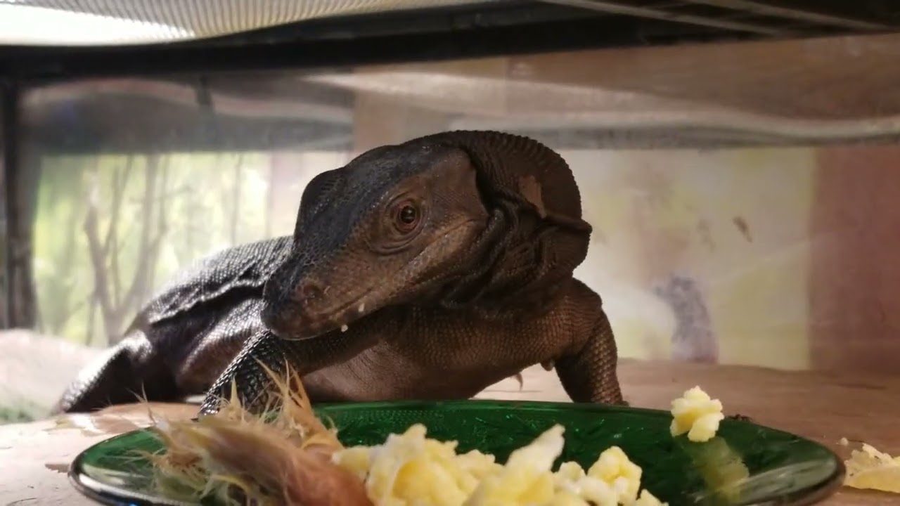 WILL BLACK DRAGON NYX CHOOSE THE CHICKEN OR THE EGG? feeding baby water monitor #lizard