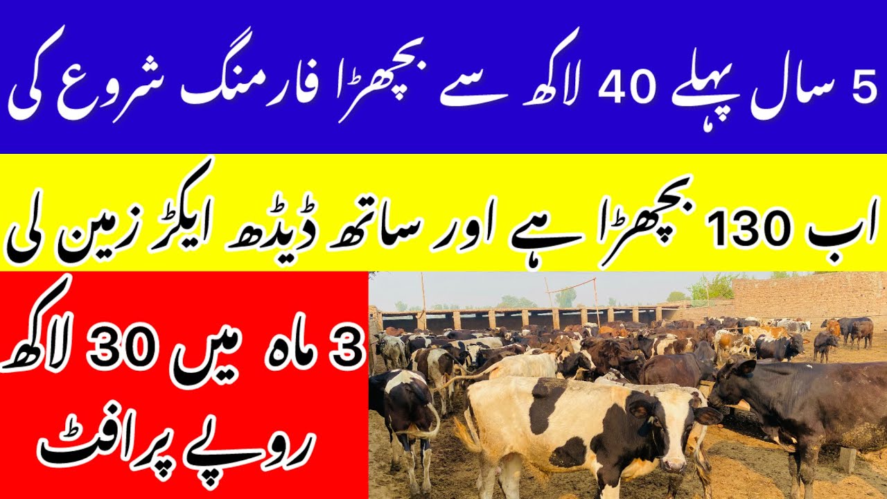 Bachra Farming Business || 3Month Ma 30Lakh Purafet 🔥