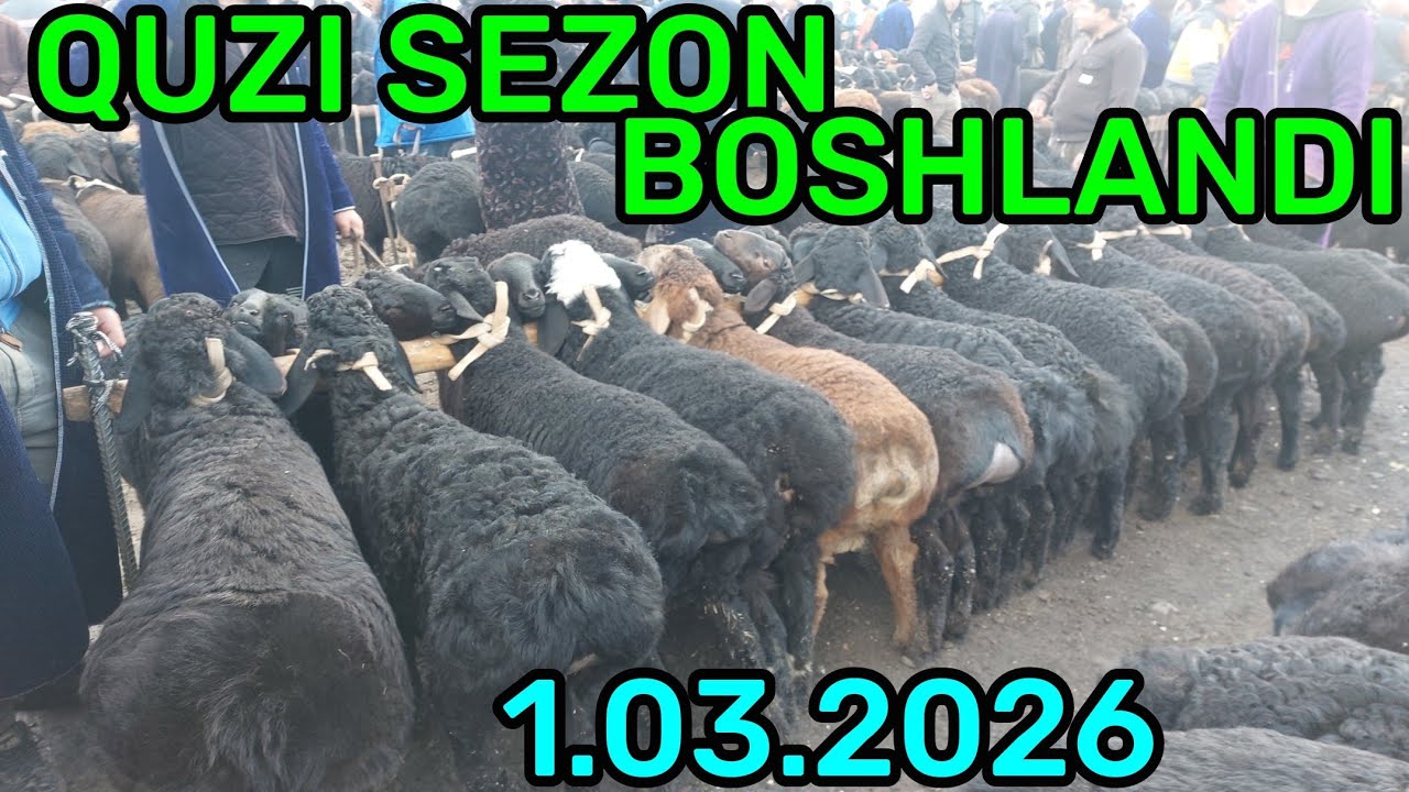 1.03.2026 QUZILARNI ZURLARI CHIQDI QARSHI KARVON MOL BOZORIGA 