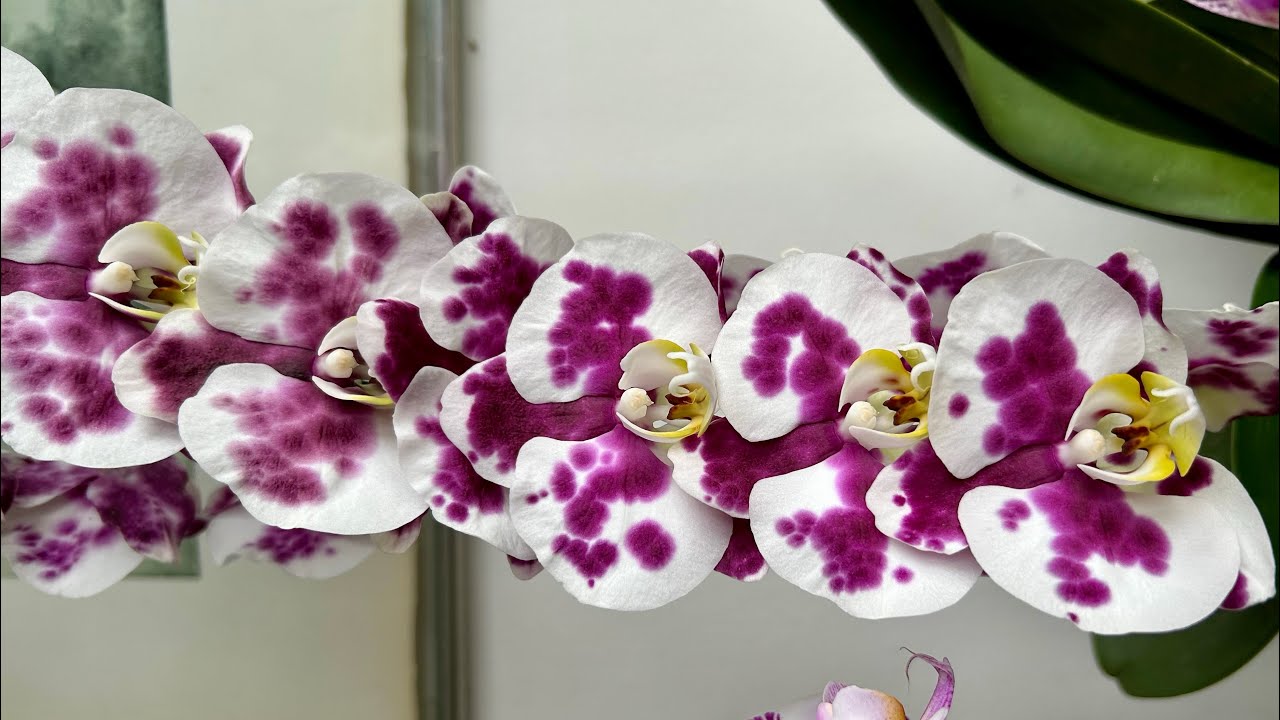 Phalaenopsis Dalmatian (Dalmata) replantada em tijolo e vaso raso de barro bem vazado - 21/2/2026