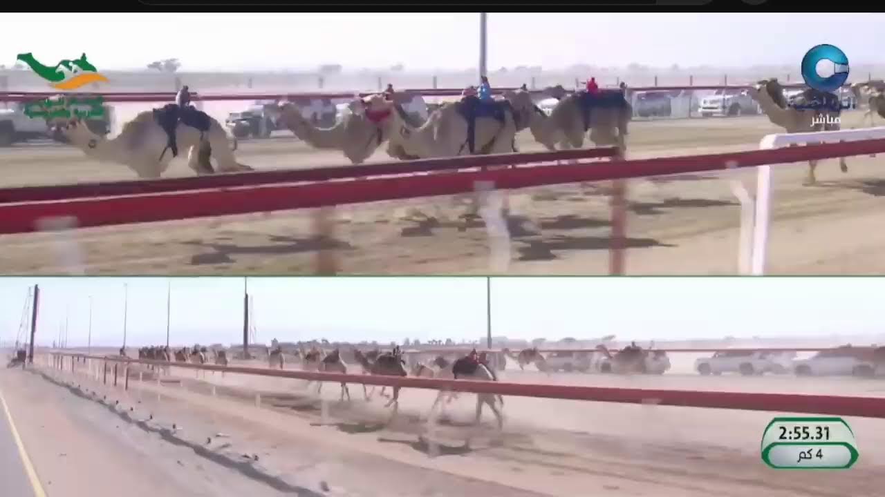 البث المباشر | منافسات رموز الحيل والزمول (مهرجان خادم الحرمين الشريفين للهجن) مساء 01-02-2026
