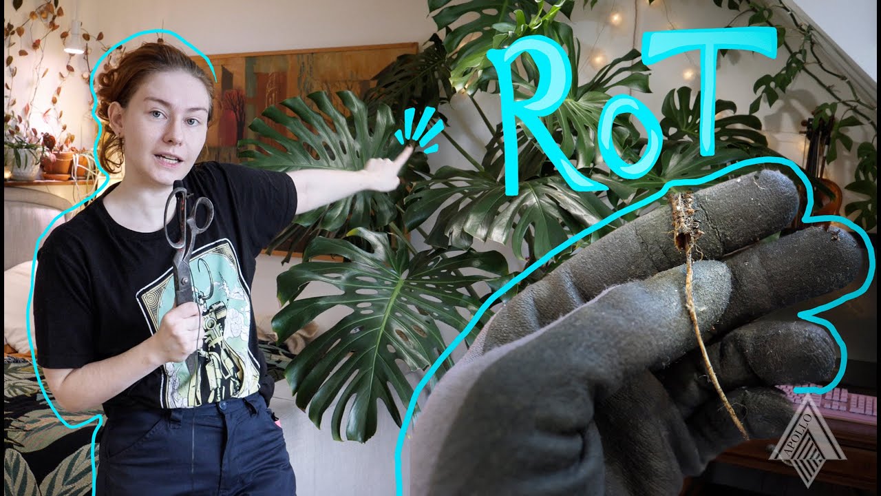 MY Giant Monstera ROTTED ( IT MADE ME FAINT )