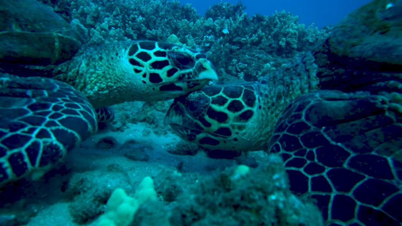 Hawaiian Hawksbills: An Endangered Sea Turtle Population