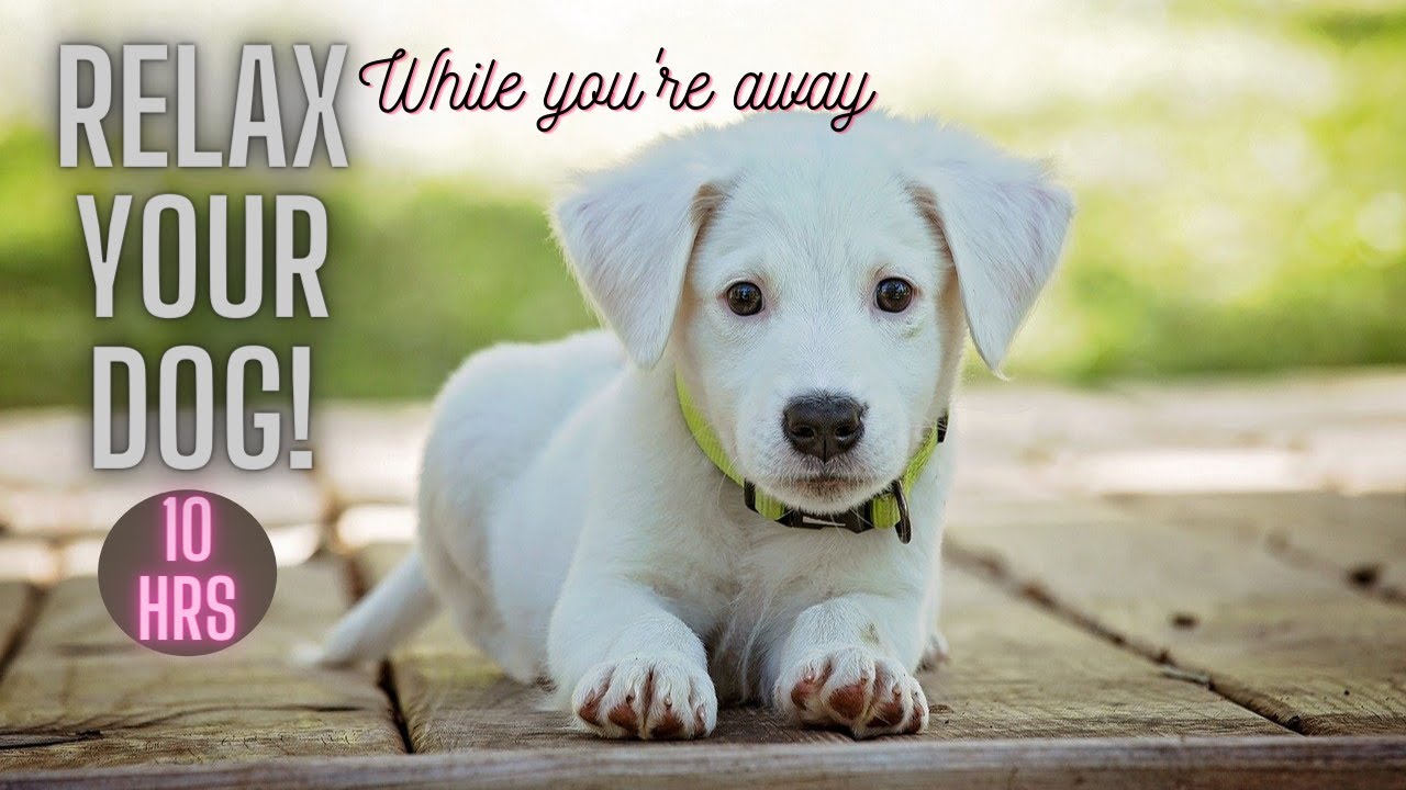 DOGS LOVE REGGAE! 10 Hours of Relaxing Reggae Music for Your Dog to Relax/Sleep to-END Anxiety!