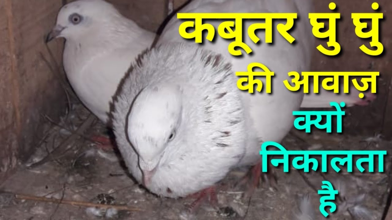 Почему голубь издает жужжащий звук?