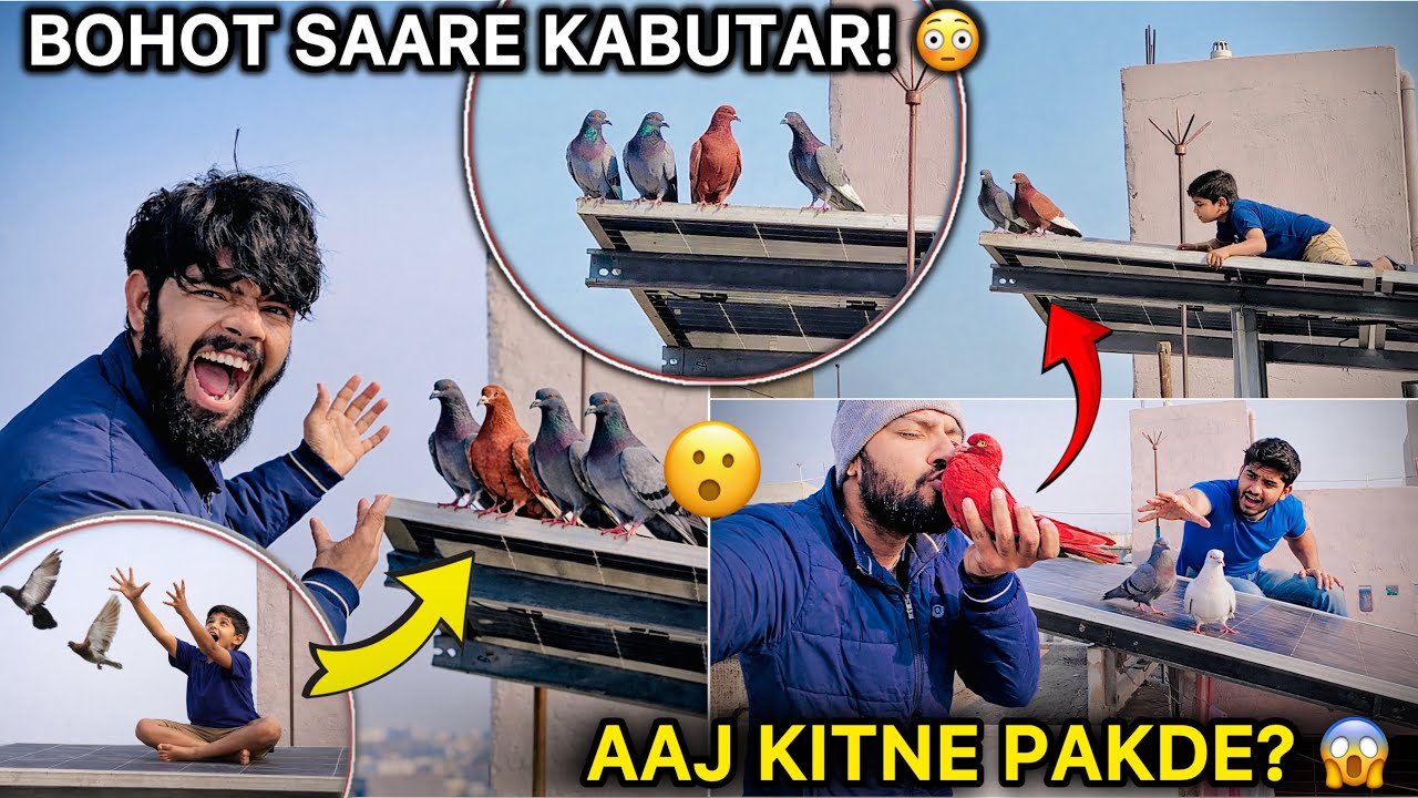 Lal Kabutar Finally Mil Gaya 🔥 || Aaj Kitne Kabutar Pakad Paye? 😱