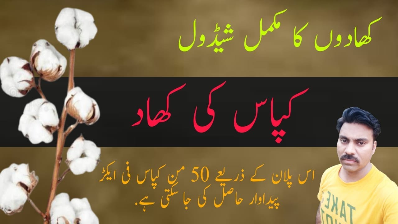 Fertilizers plan for cotton crop |کپاس کی کھاد