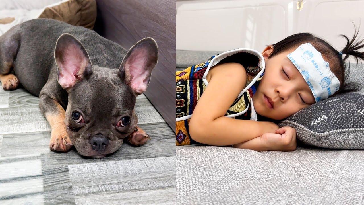 Mun dog looked sad when saw Diem sick | Funny Dog Video