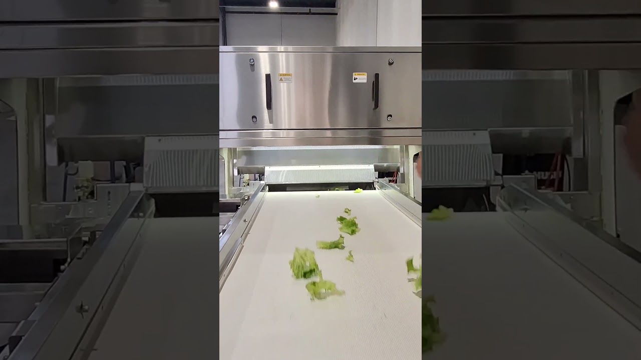 Testing an optical sorter for lettuce
