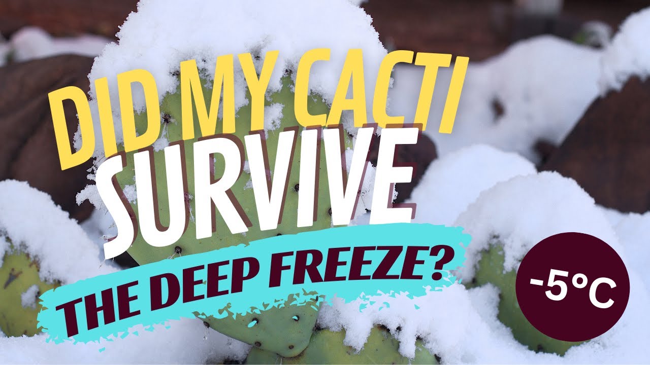 Did my cacti survive the deep freeze? (Copiapoa, Lophophora, Ariocarpus, Astrophytum)