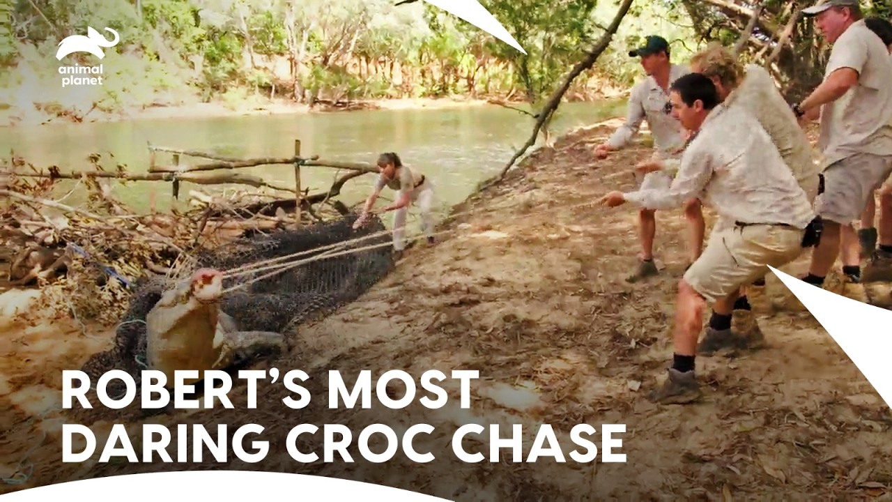 Robert And Bindi Lead Crocodile Tracking Mission | Crikey! It's The Irwins S1 E14 | Animal Planet