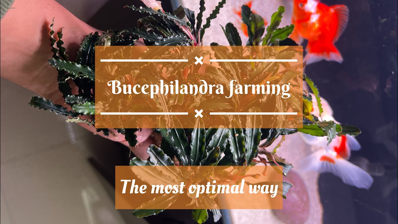 Размножение Bucephilandra — пошаговый процесс.