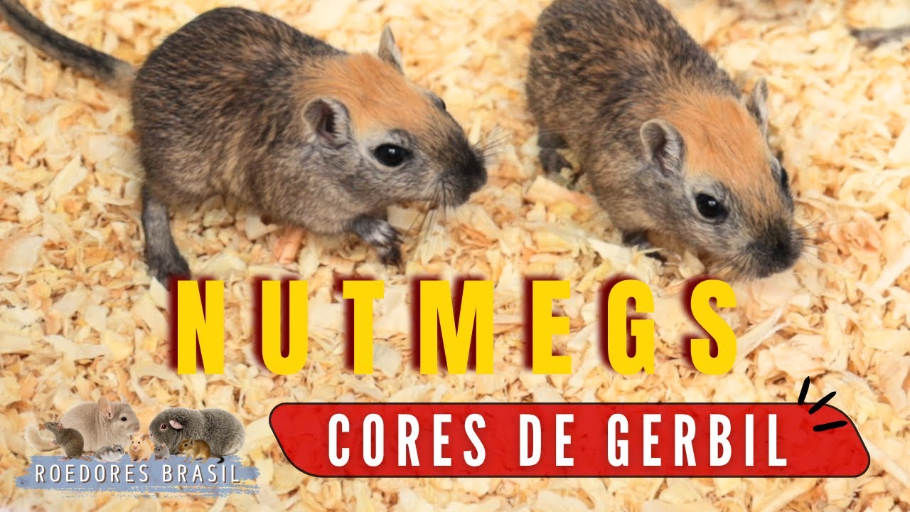 🐹 Gerbil Nutmeg: A Mudança de Cor Mais Drástica da Espécie (Comparativo Real) ✨🔥