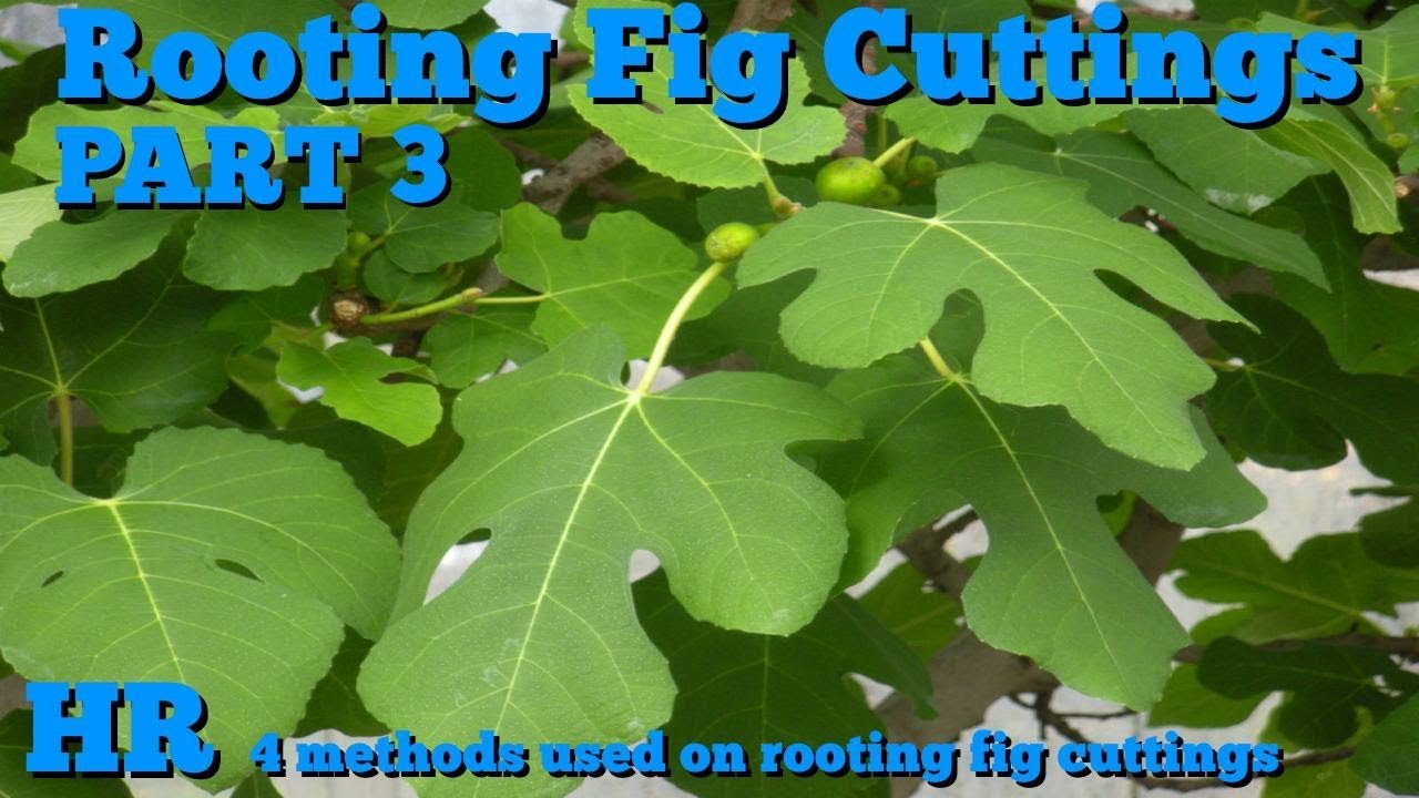 корень фиговых черенков Ficus carica - 4 используемых метода - часть 3
