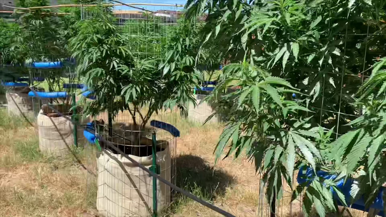 Top feed/ Drip irrigation set up for cannabis plants