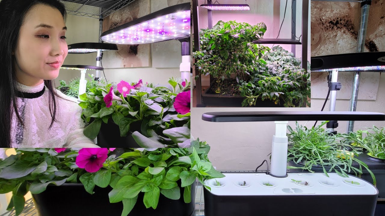 Which Aerogarden System To Buy - Sprout, Harvest, Bounty or Farm?