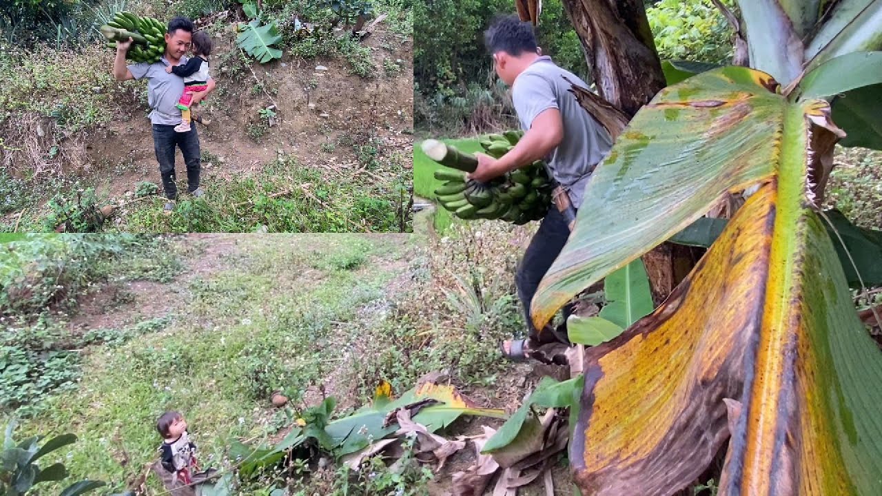 A Kind Man Helps a Mother and Her Child Harvest a Bunch of Bananas