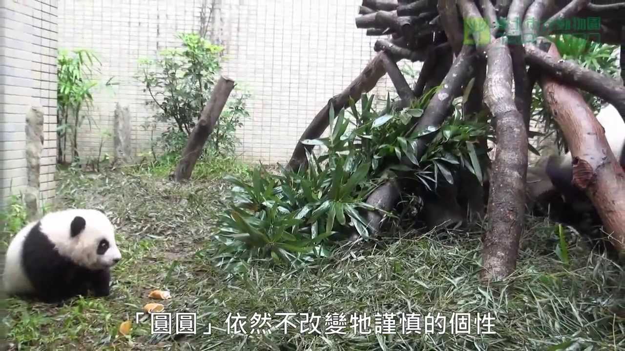 圓圓與圓仔戶外活動 Giant Panda Yuan Yuan And Yuan Zai In Outdoor