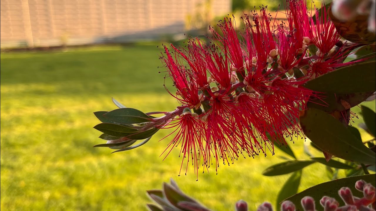 Jak uprawiać kuflika cytrynowego (Callistemon citrinus 'Splendens'), przesadzanie |odc.166