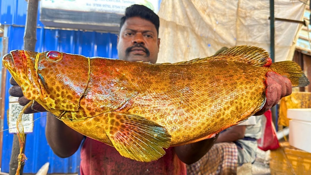 KASIMEDU SELVAM GROUPER FISH CUTTING | UK SONS MARINE 🇮🇳