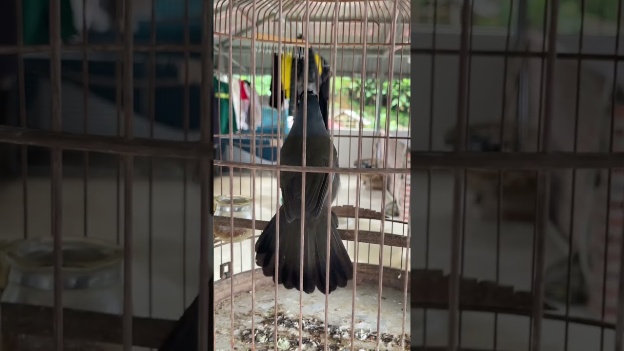 khướu mun hót xoè