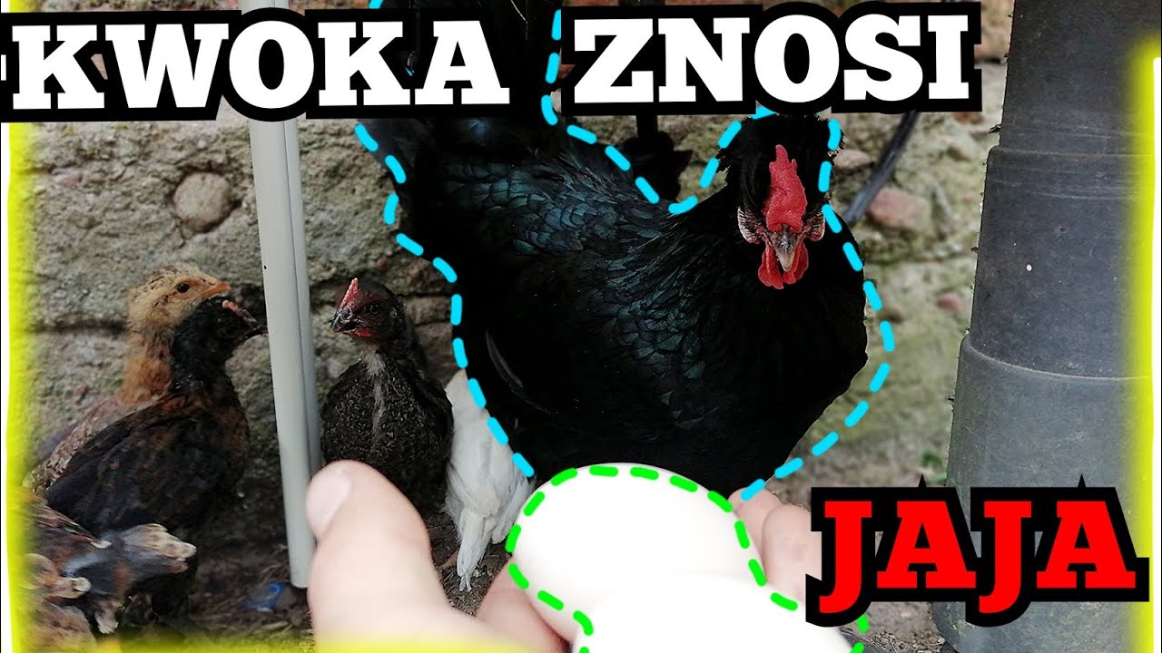 Kwoka znosi JAJA - dlaczego, jak to możliwe?
