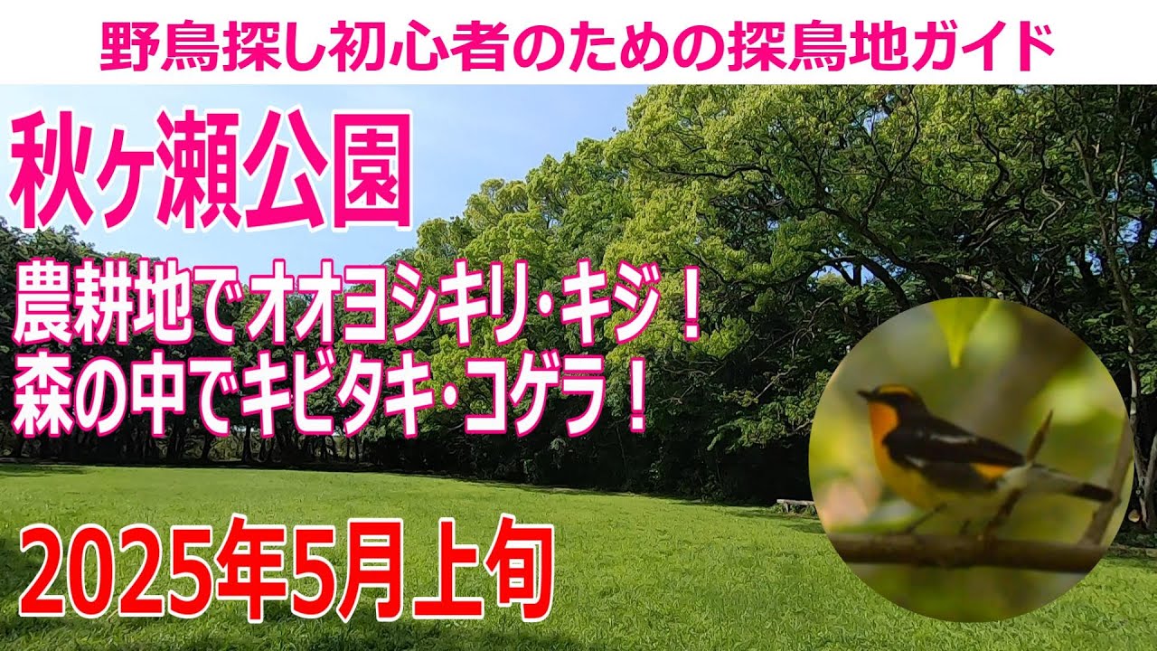 秋ヶ瀬公園(埼玉県)の探鳥地レポートです　農耕地でオオヨシキリ・キジ！森の中でキビタキ・コゲラ！　2025年5月上旬