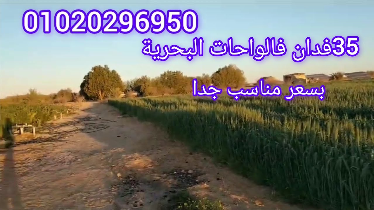 35فدان فالواحات البحرية قرية منديشة نسبة استواء 95%بسعر مناسب جدا الارض وسط الزراعات ت\01020296950