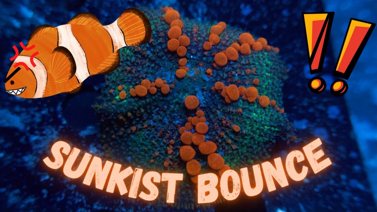 Baby Sunkist BOUNCE, Clownfish Problems, and Cyano in Nano Reef