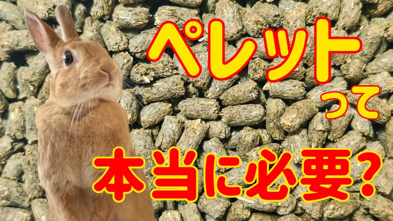 うさぎにペレットは必要か？牧草だけでも生きられる？＃91　うさぎの食事Vol.13