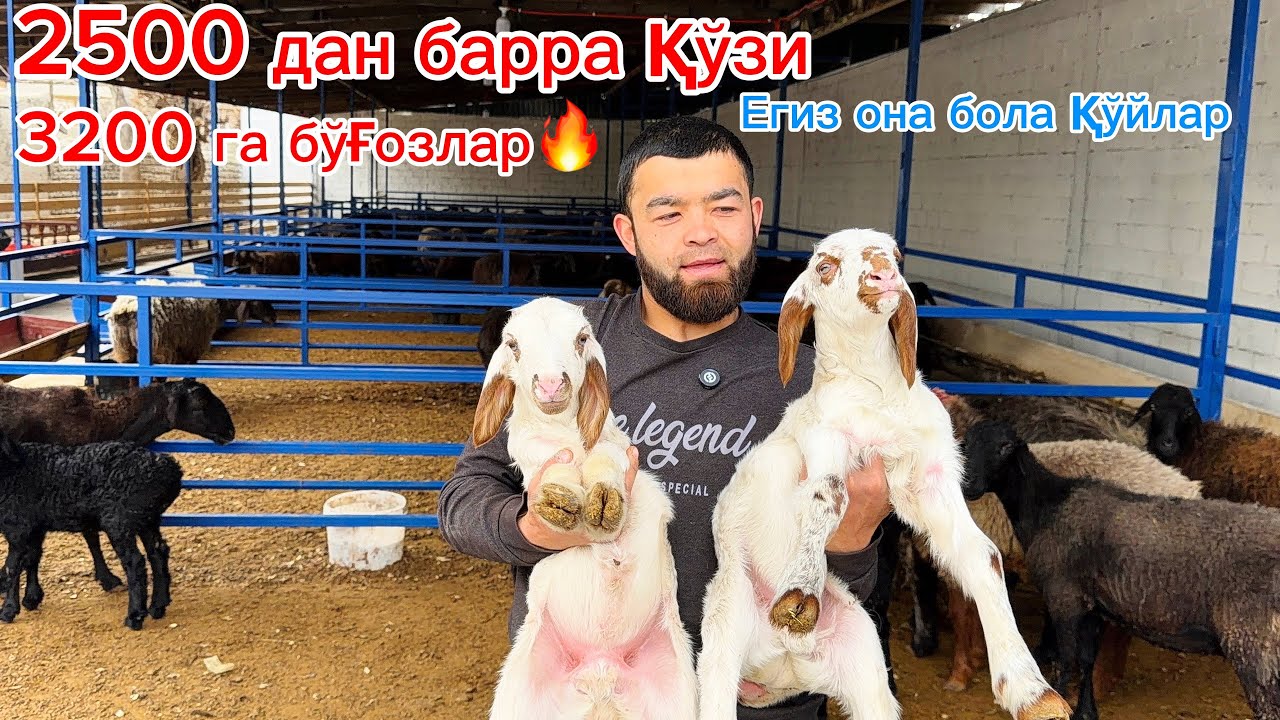 2500 дан барра қўчқорлар🔥3200 га бўғоз тўхли 💰қўқон