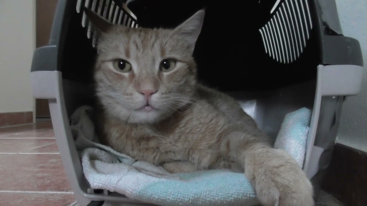 Relaxing Cat in a Cozy Box  🐱🫶 Calm Moments with a Curious Ending