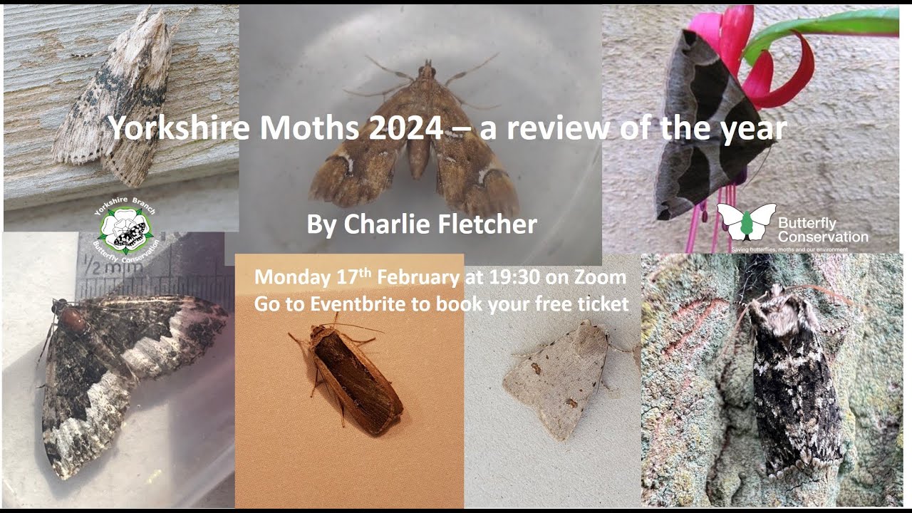 2024 Moth Review