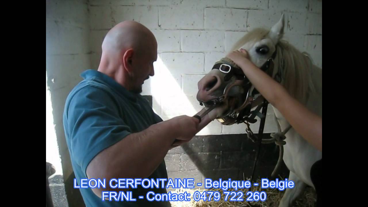 Dentiste pour chevaux en Belgique - Léon Cerfontaine: 10 ans de métier