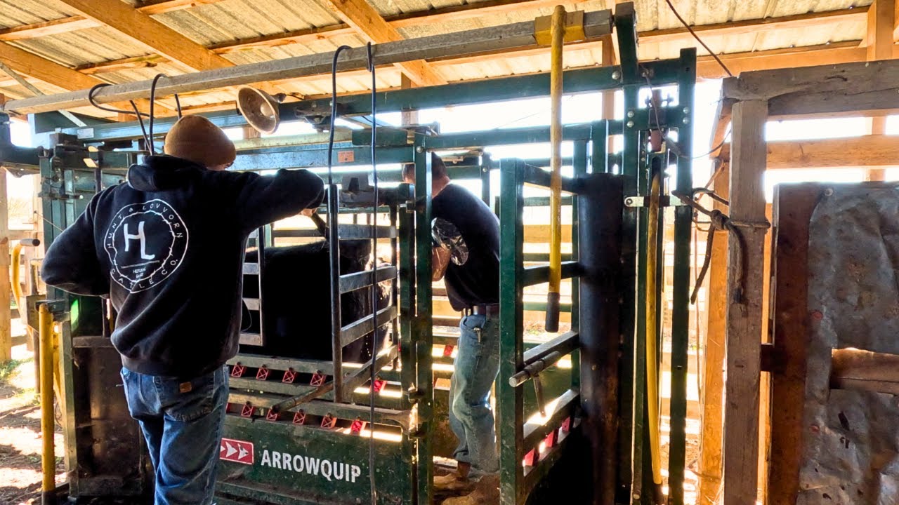 Breeding Day on the Farm - Artificially Inseminating Heifers!