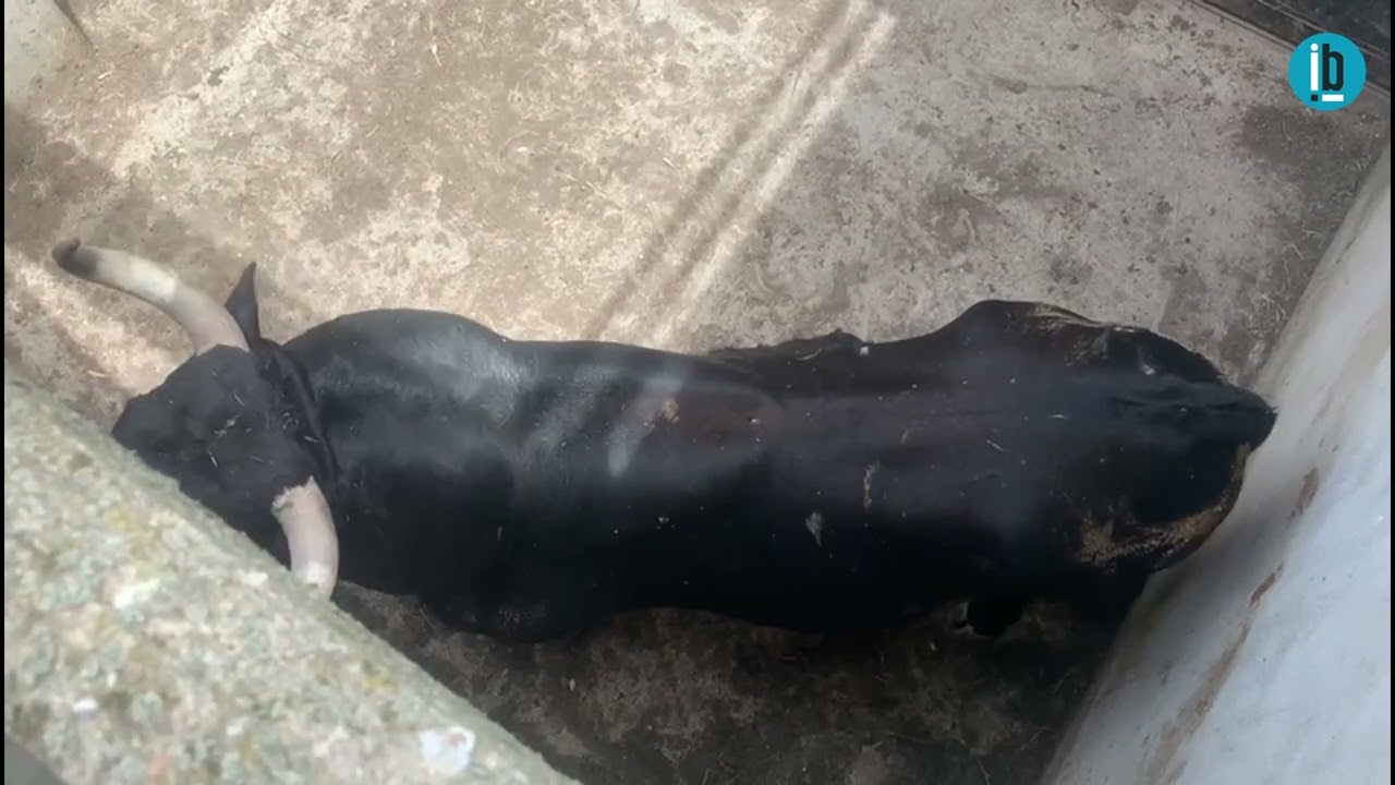 Embarque de Siguiñuelo, Toro Enmaromado de Benavente en la Finca de Peñajara