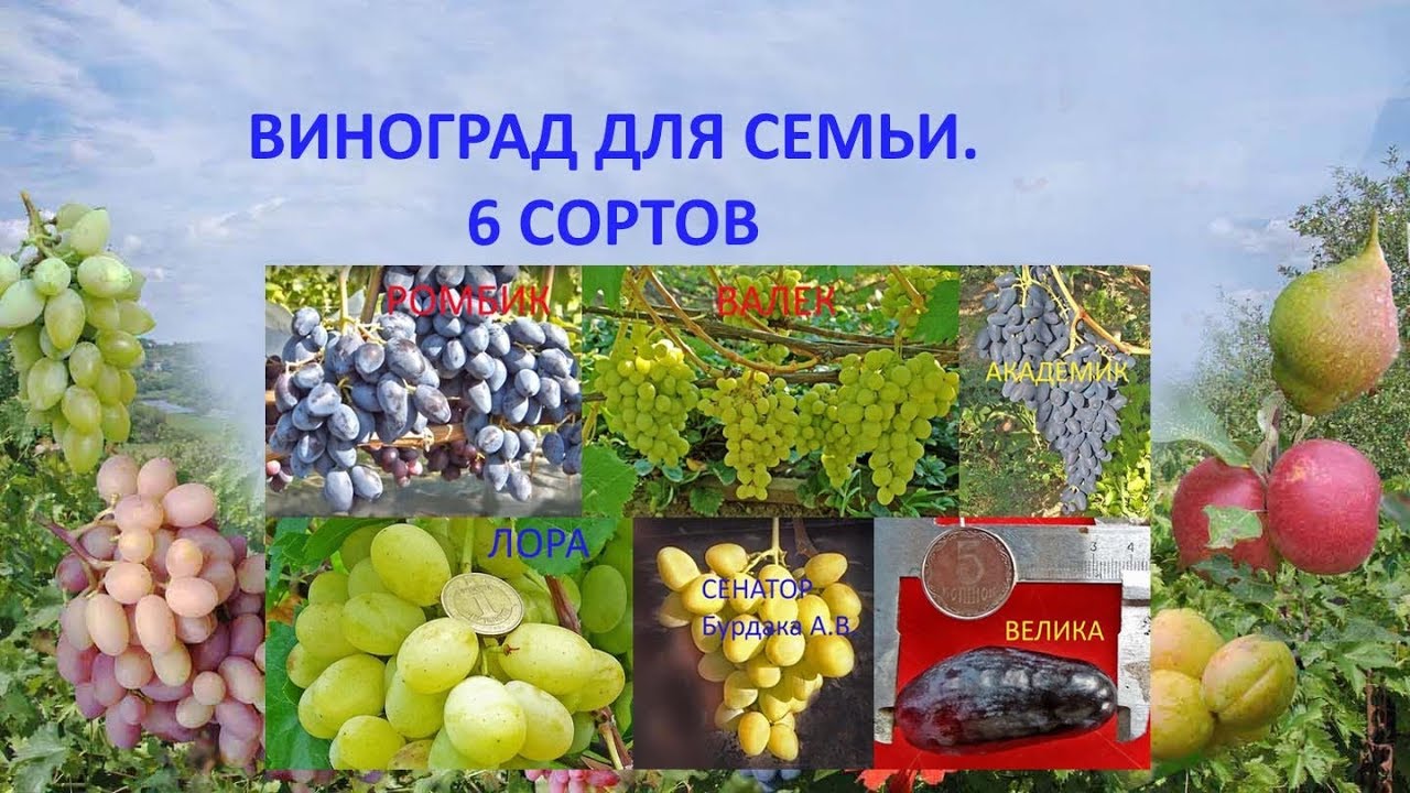 @Виноград для семьи. 6 сортов. Ответ на вопрос