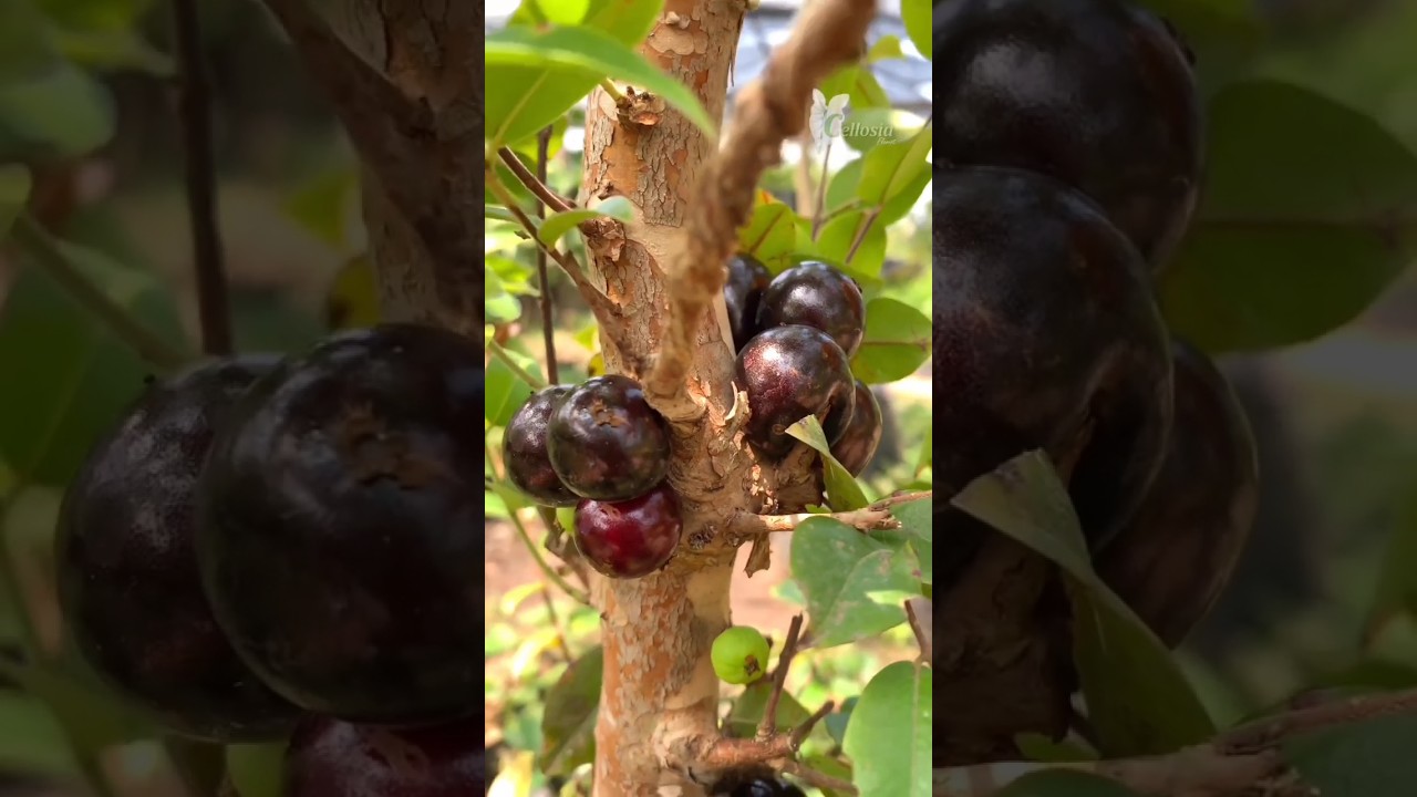 Ready Bibit Anggur Pohon-Jaboticaba jenis preco - 085895263560 #anggurpohon #tabulampot #jaboticaba