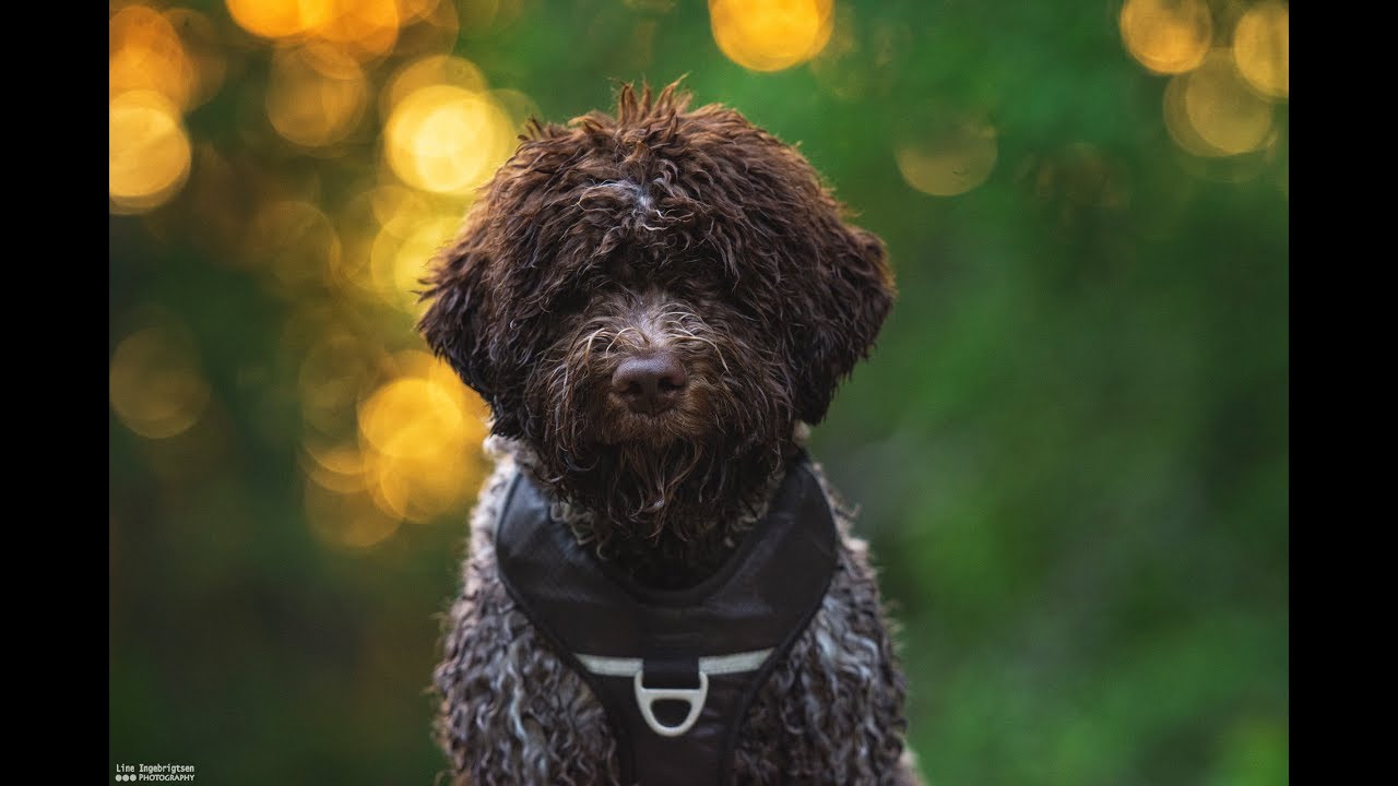 New puppy Nando ❀ Lagotto Romagnolo