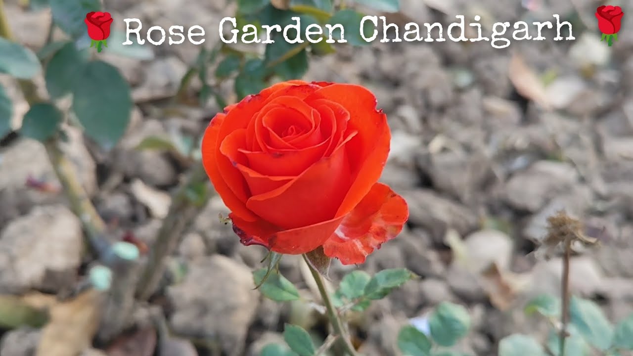 The Rose Garden Chandigarh 🌹