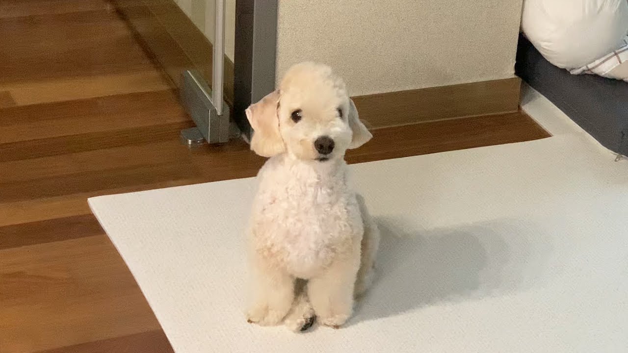 인형이세요? 🐶: 아뇨 쩡인데요