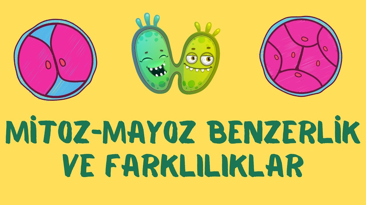 10.Sınıf Biyoloji: Mitoz - Mayoz, Mayoz I - Mayoz II Karşılaştırması ve Mitoz ve Mayoz Benzerlikleri