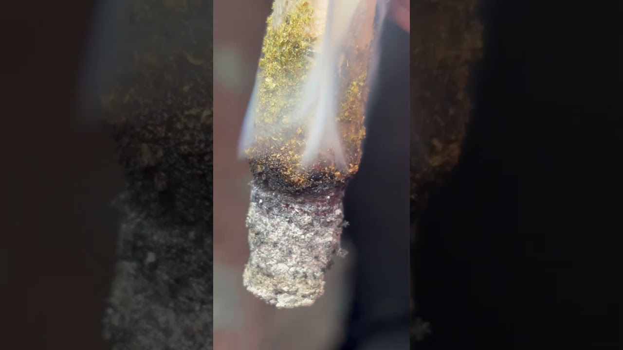 Lit farm home made infused joint (temptation  preferred 🔥🫁#freetheplant #thcareview #infusedjoint